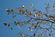 bergherbst-17