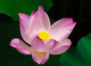guanxi-39
