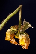blumen-1