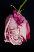 blumen-3