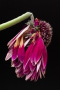 blumen-4