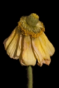 blumen-5