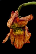 blumen-6
