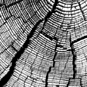 holz-2