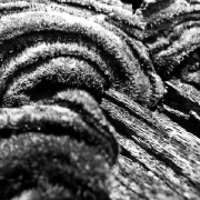 holz-7