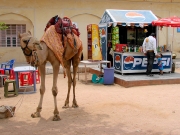 rajasthan-21