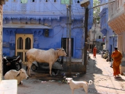 rajasthan-34