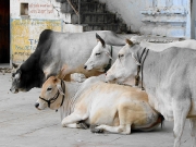 rajasthan-36