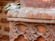 rajasthan-8
