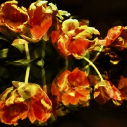 tulpen-1