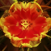 tulpen-10