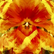 tulpen-11