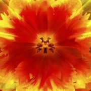 tulpen-12