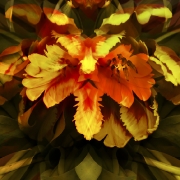 tulpen-2