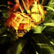 tulpen-3