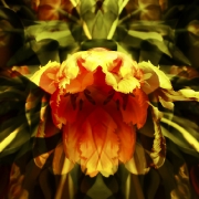 tulpen-4