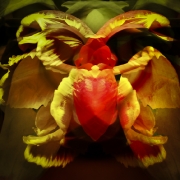 tulpen-5