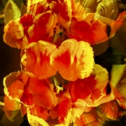 tulpen-6