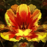 tulpen-7
