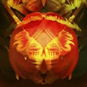 tulpen-9