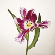 tulpen-1
