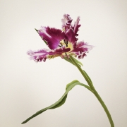tulpen-3