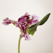 tulpen-5