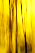 wald-11_0