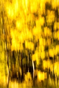 wald-12_0
