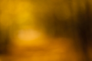 wald-17