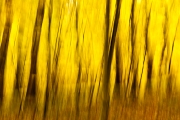 wald-2_0