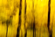 wald-3_0