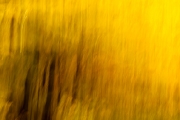 wald-8_0