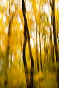 wald-9_0