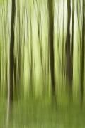 wald-12