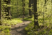 wald-3
