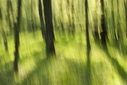 wald-4