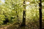 wald-5