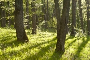 wald-6