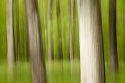 wald-7