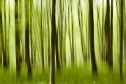 wald-9