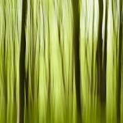 Wald I